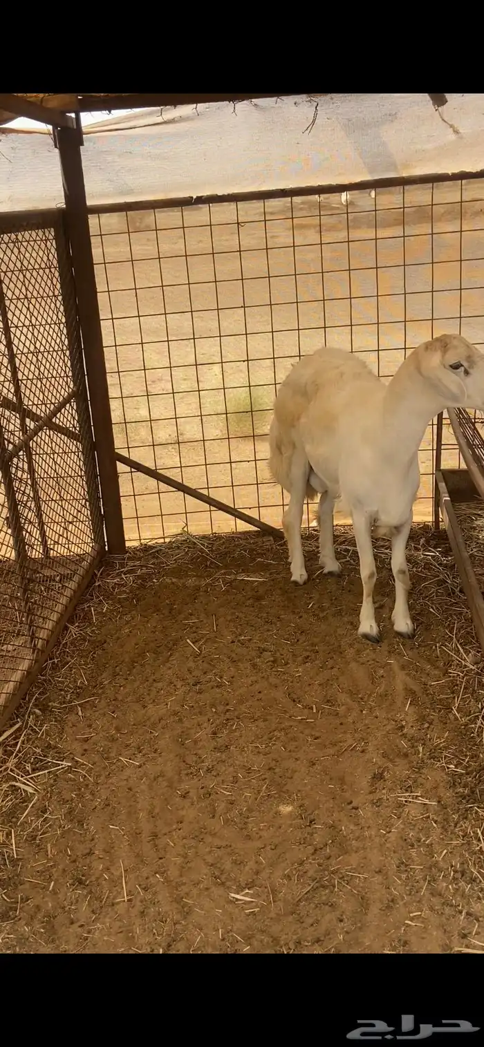 نعرض لكم طلي كايف البيع 0