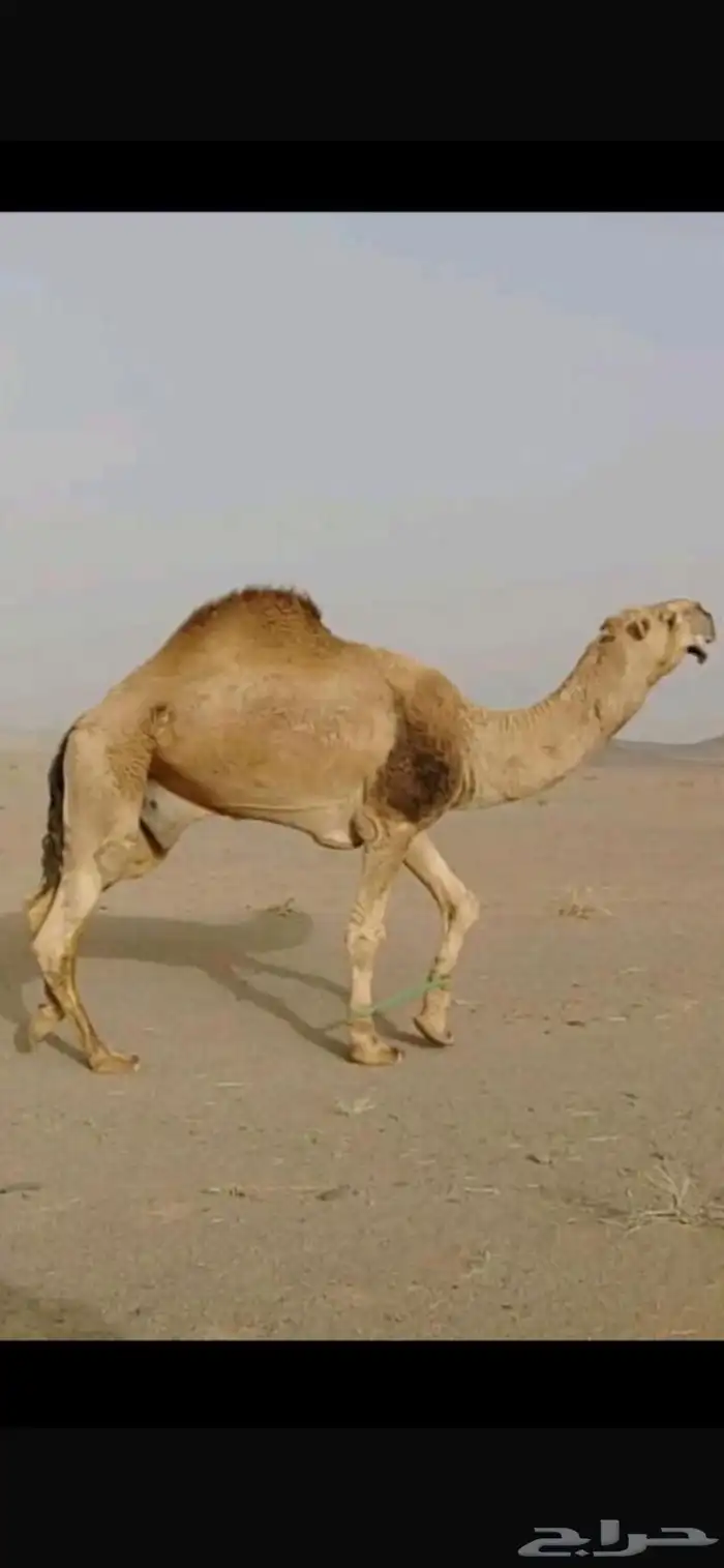 بعير مزيون و منتج رمان ابو يد 1