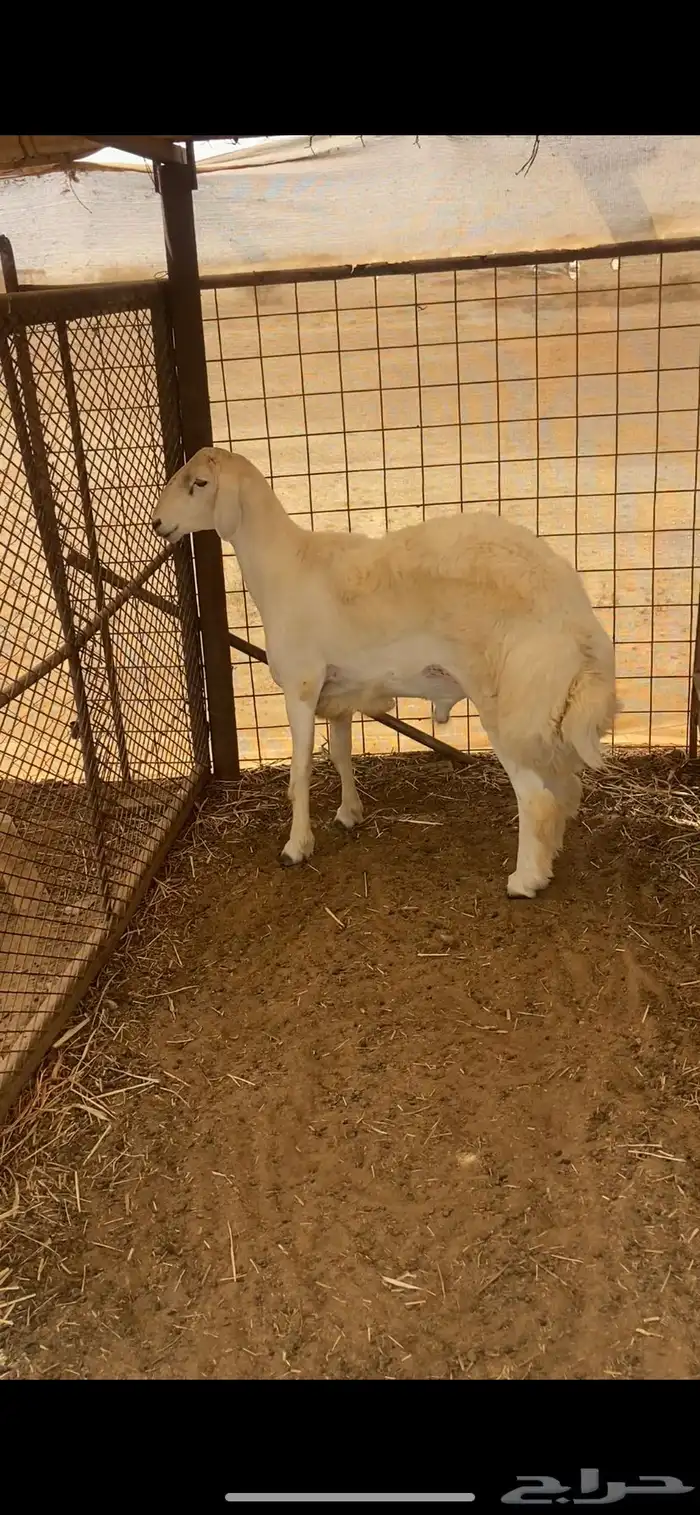 نعرض لكم طلي كايف البيع 1