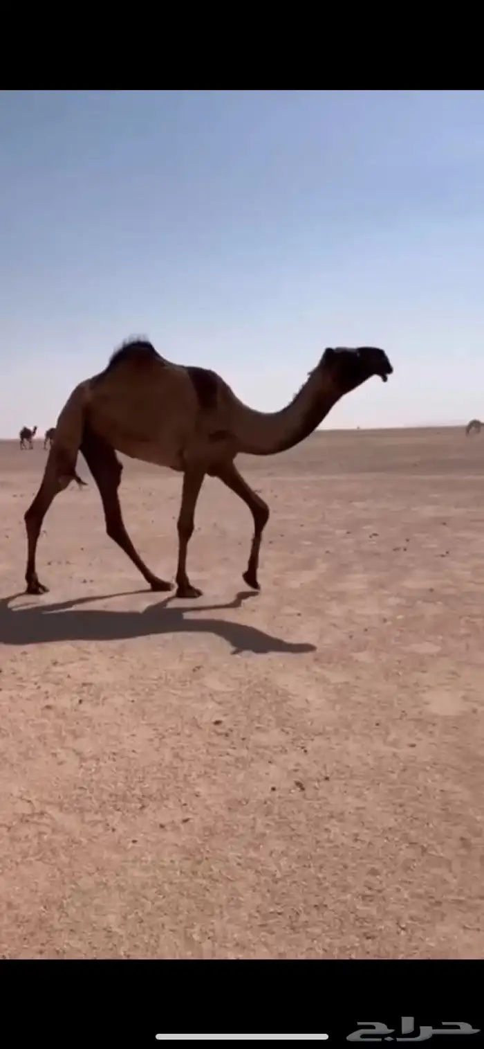 بكره كفو والخلفه طيبه 1