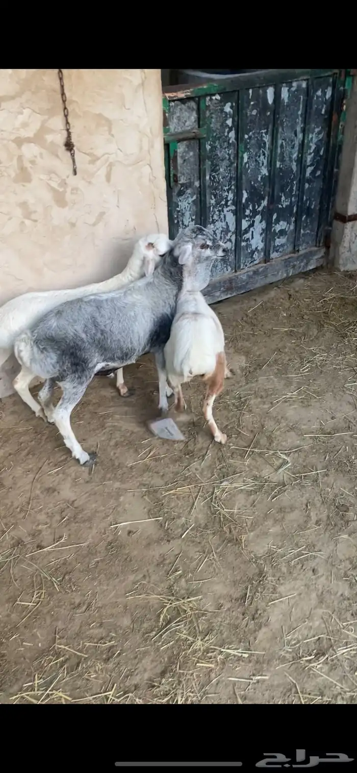 خروفين ورخله برابر 0