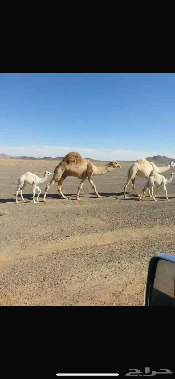 بعير مزيون و منتج رمان ابو يد 0