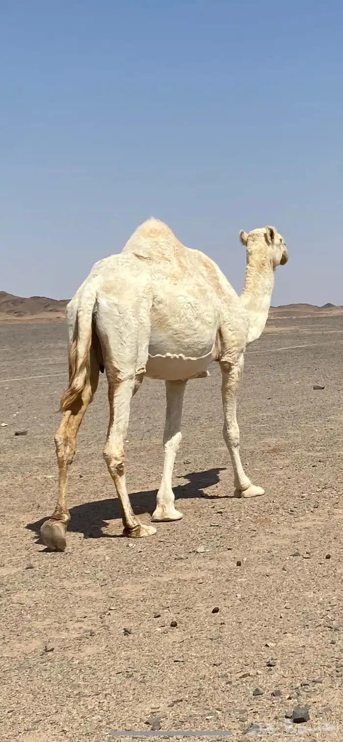 عشراء ضريبه 1