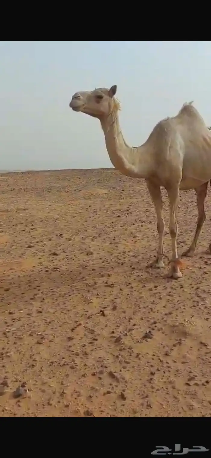 ناقه حره صافي من الخويرات تلقح برابعها 4
