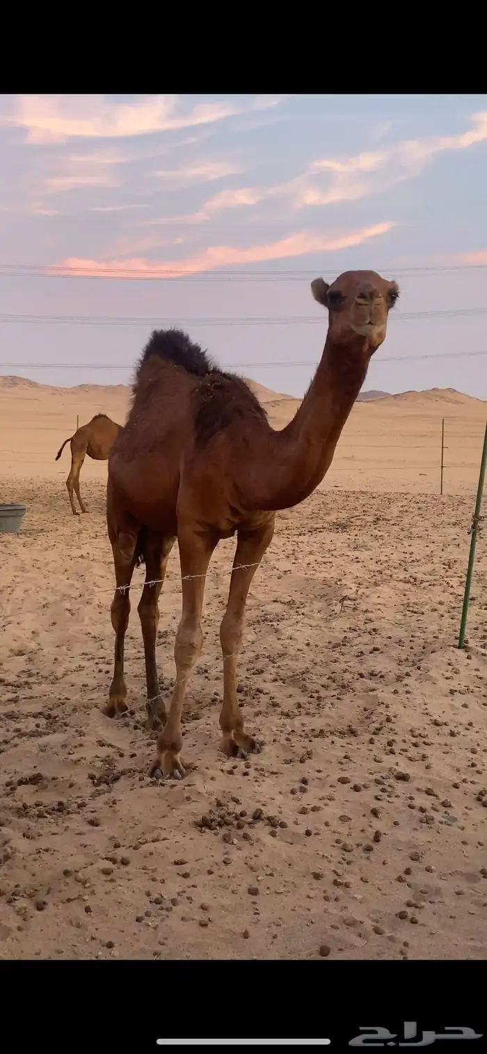 بعير ساحلي احمر دم 3