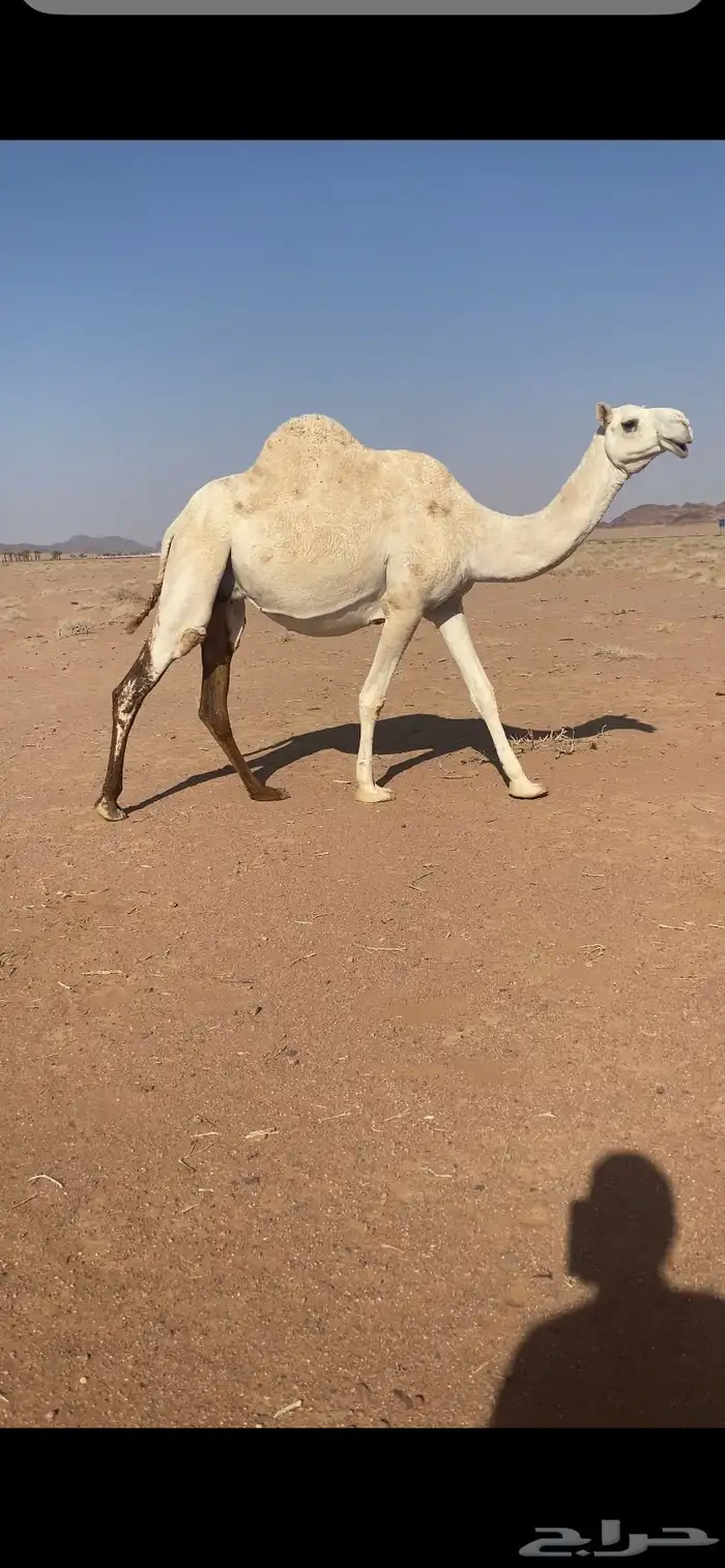 ناقه لقحه 0