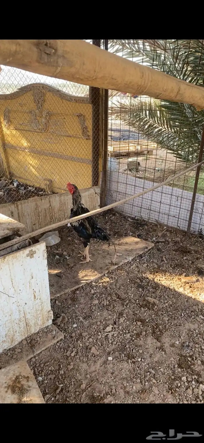 دجاج باكستاني 1