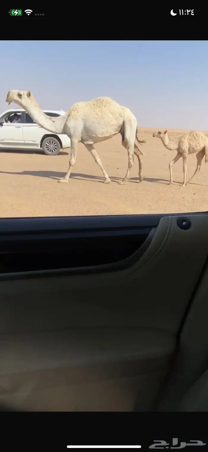 بكره كفو والخلفه طيبه 2
