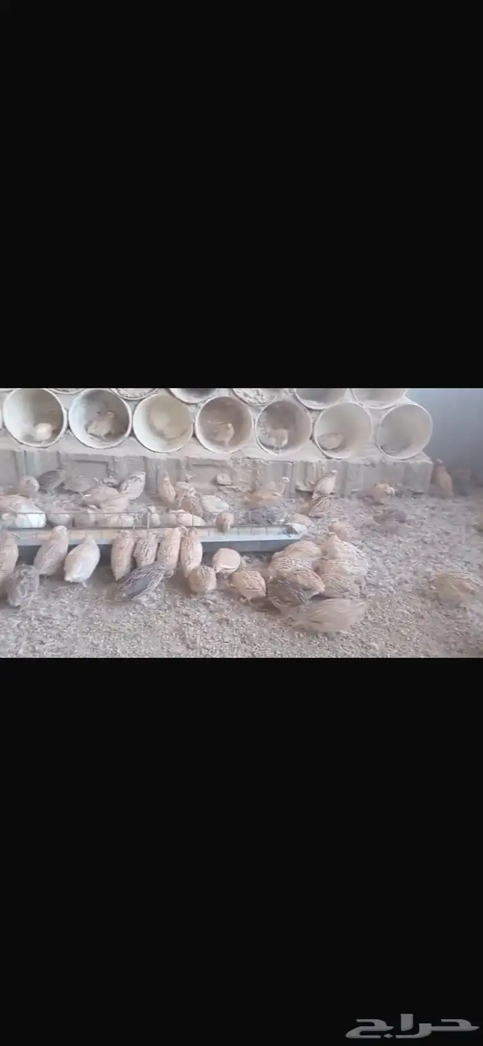 سمان كلها ذكوره 0