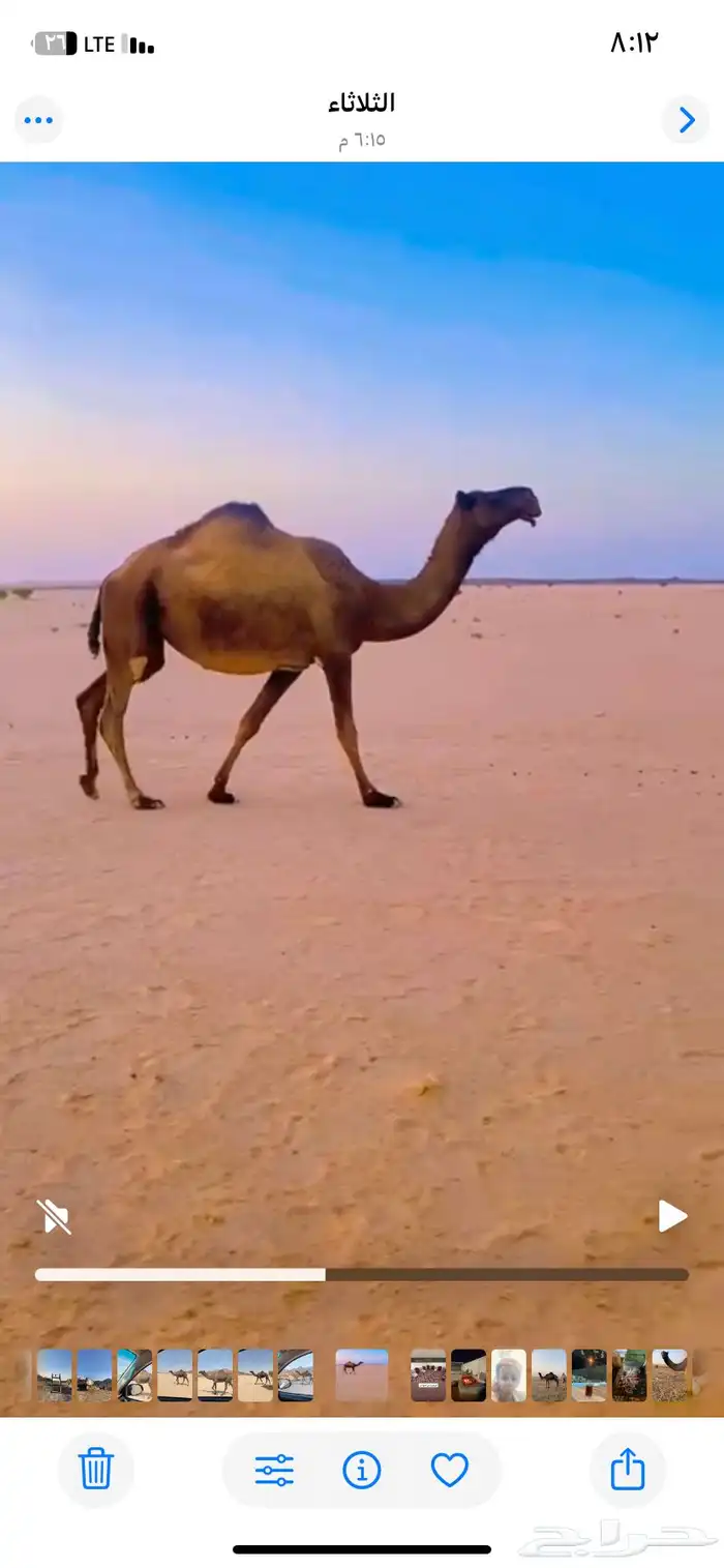 للبيع ناقه لقحه ثنو لها 6شهور في القاح مشروطه 2