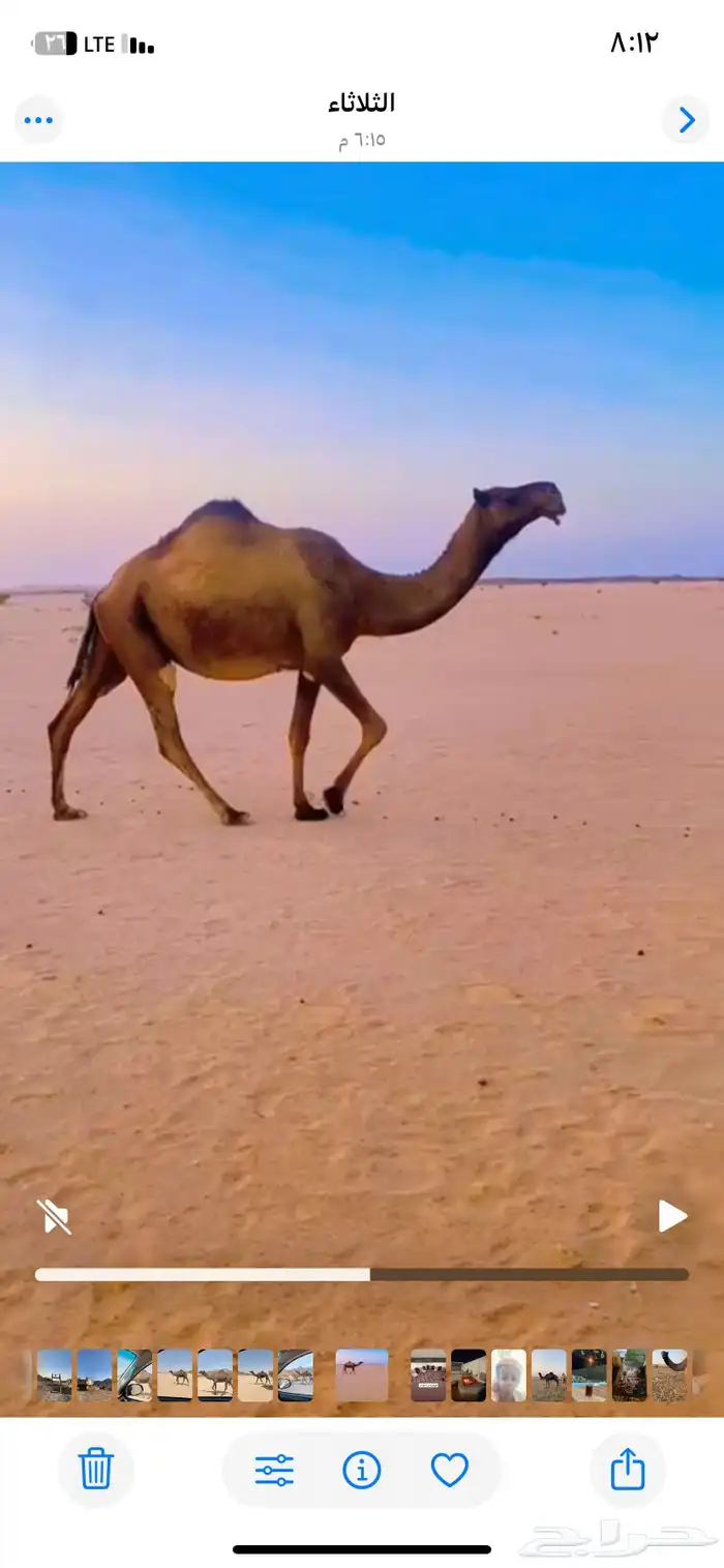 للبيع ناقه لقحه ثنو لها 6شهور في القاح مشروطه 0