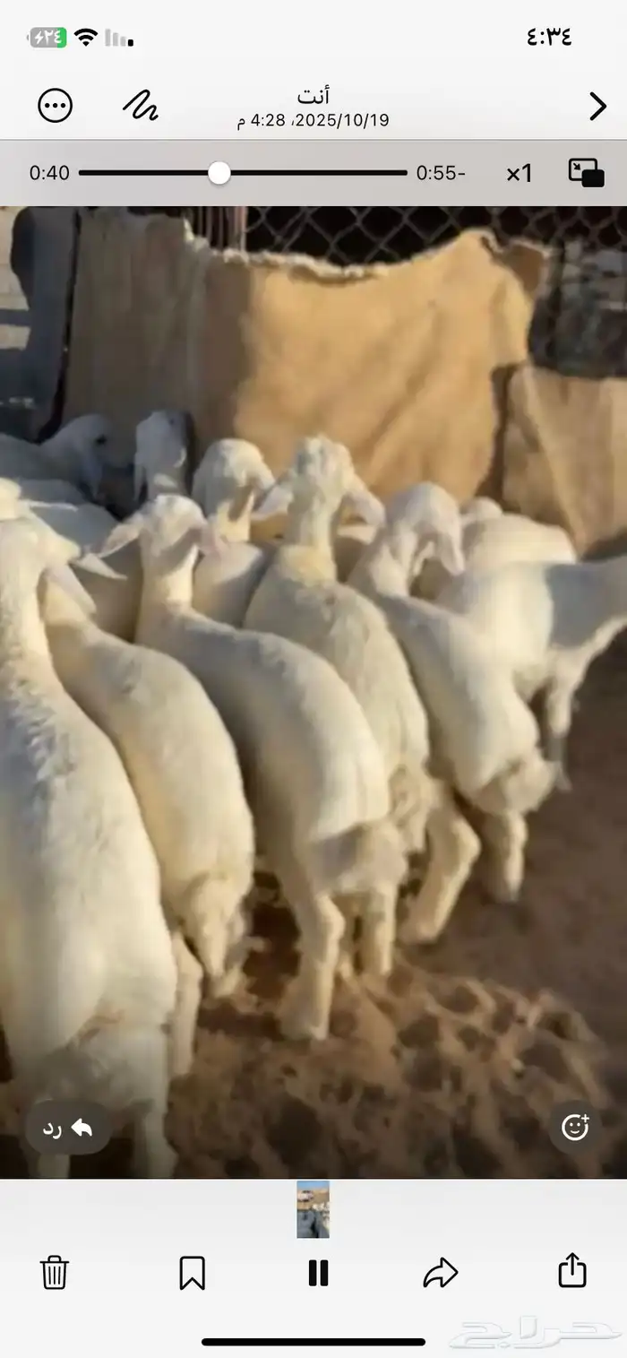 بهم فاخر. تم البيععع 3