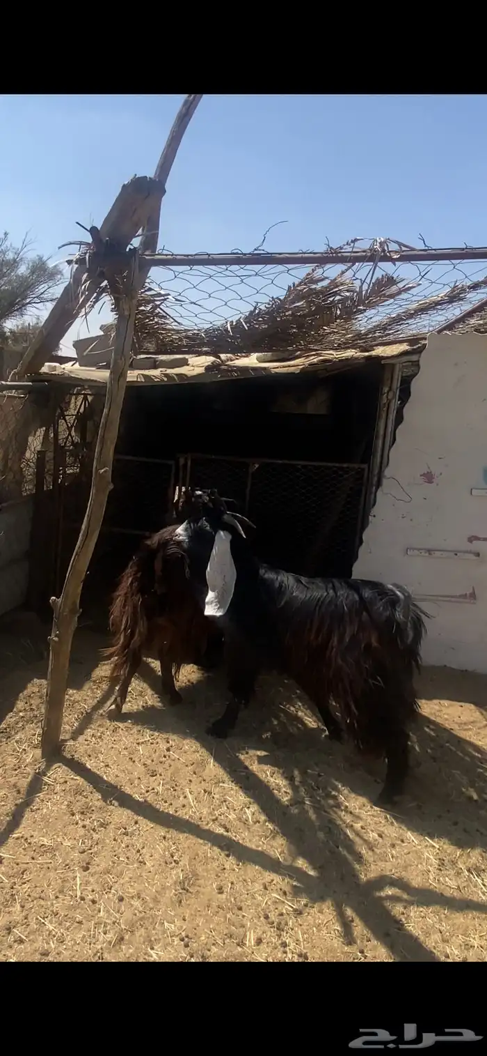عنزين دفع منوه القناي للبيع 4