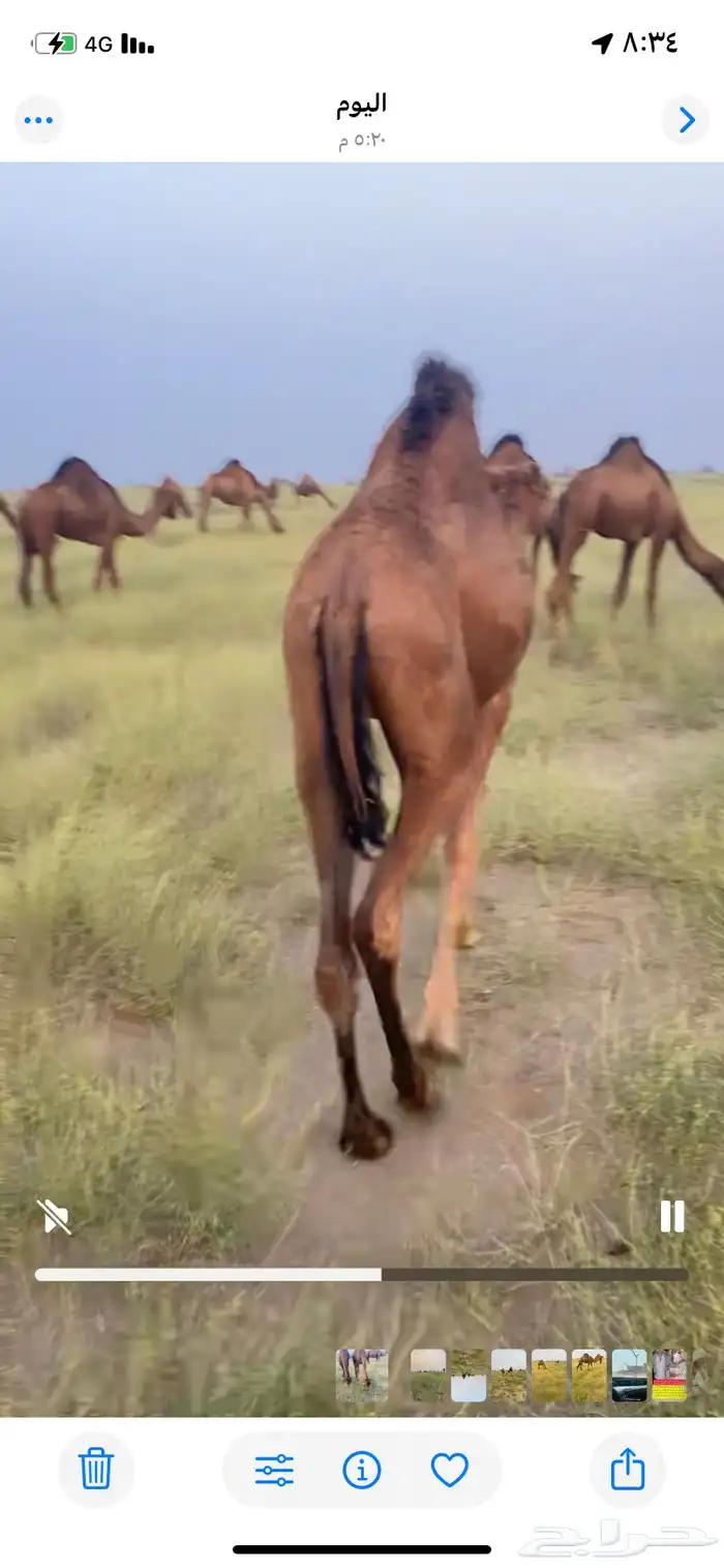 مفروده حمراء 0