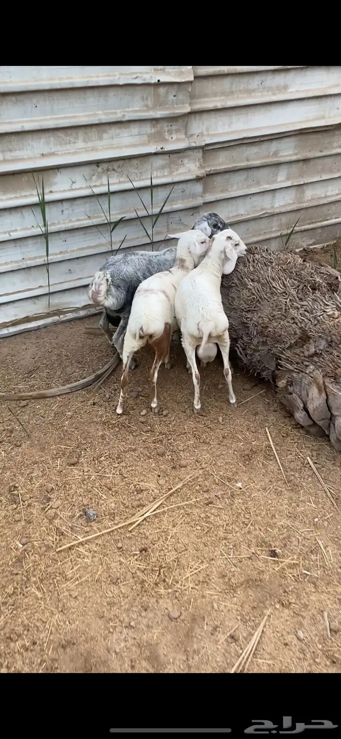 خروفين ورخله برابر 1