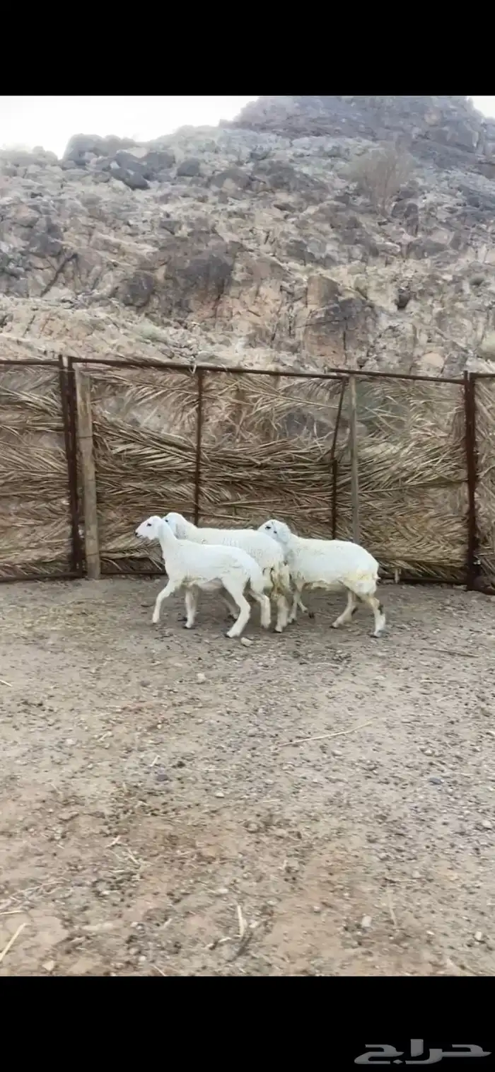 المدينة المنورة وادي الفرع 1