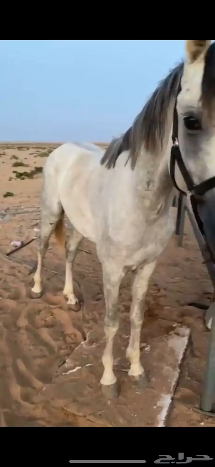 حصان واهو 2