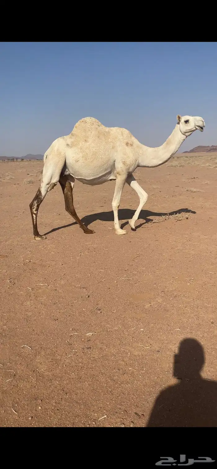 ناقه لقحه 1