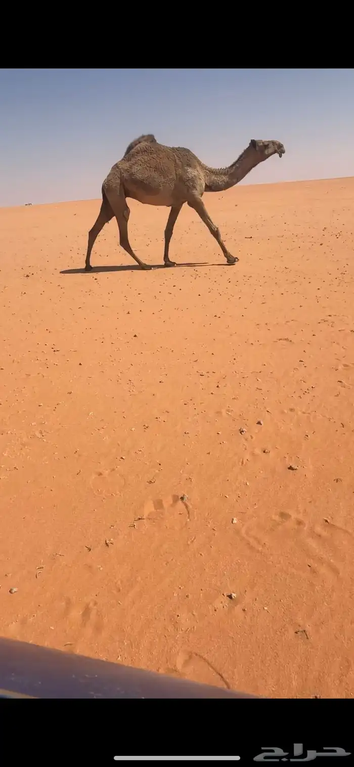 شعلا غرنوقيه ضريبه 1