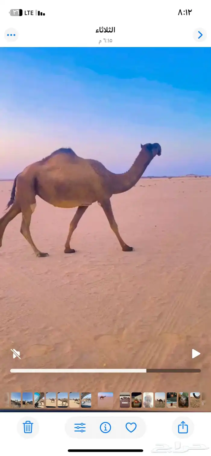 للبيع ناقه لقحه ثنو لها 6شهور في القاح مشروطه 1