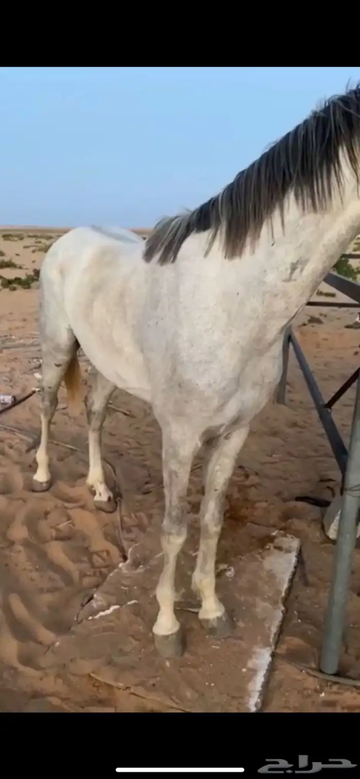 حصان واهو 1