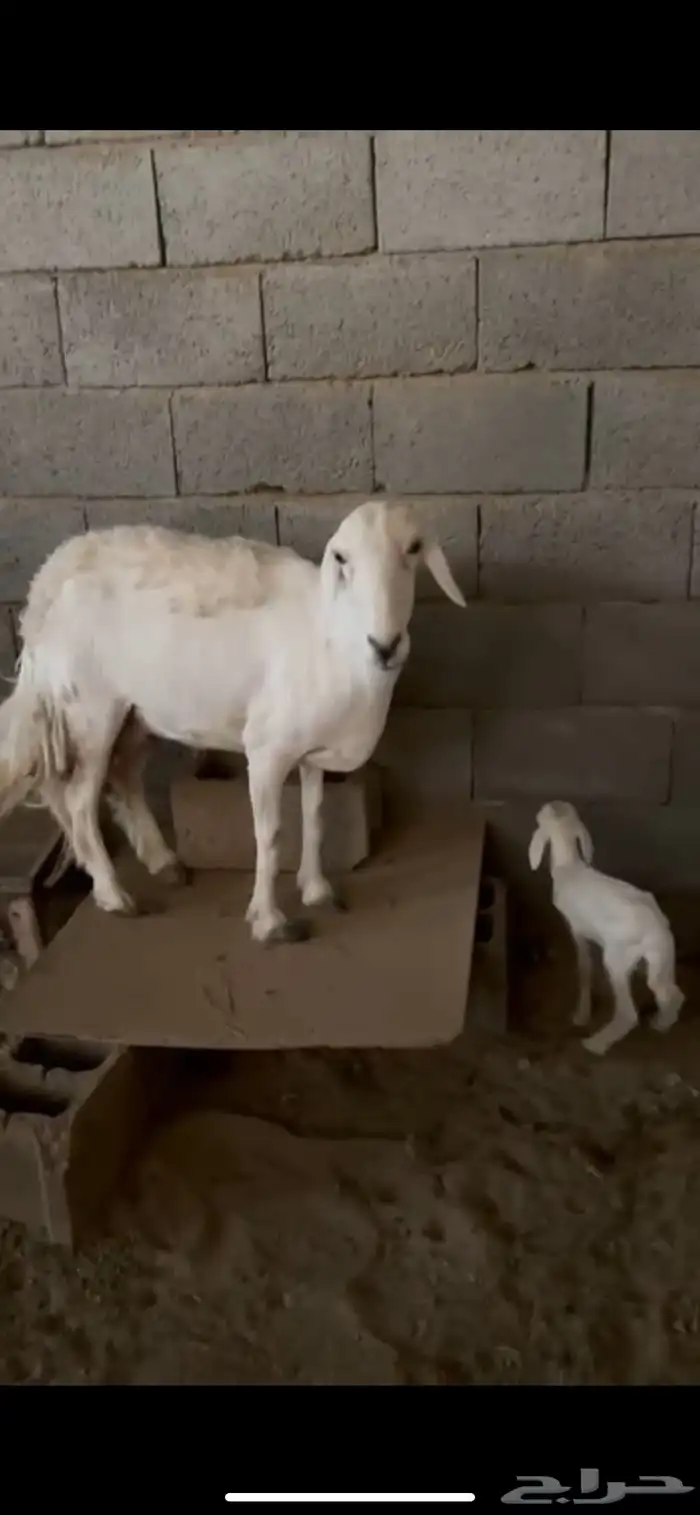 غنم وليد راجع الإعلان السابق 1