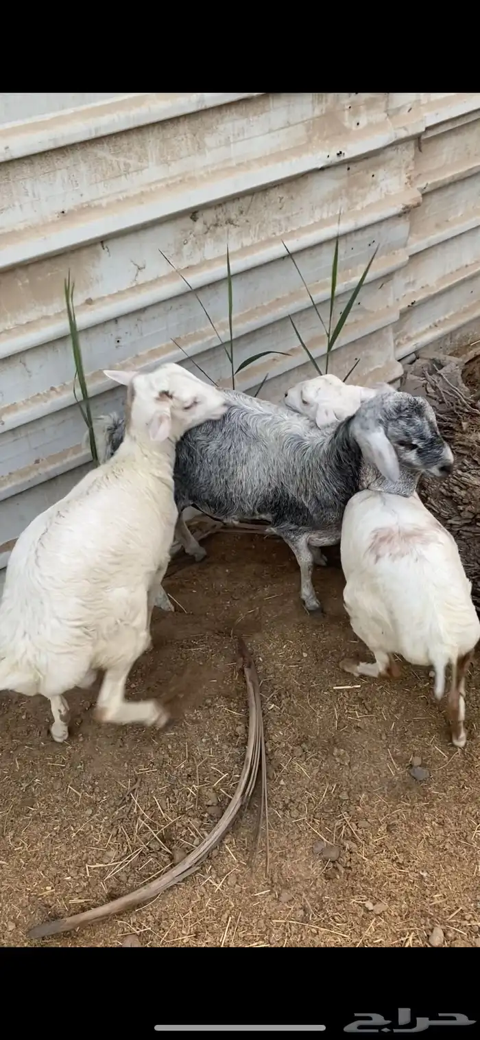 خروفين ورخله برابر 2