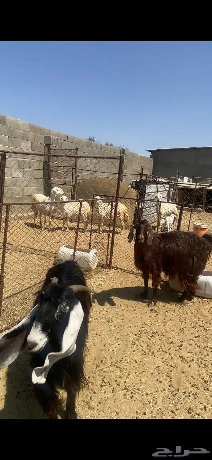 عنزين دفع منوه القناي للبيع 3