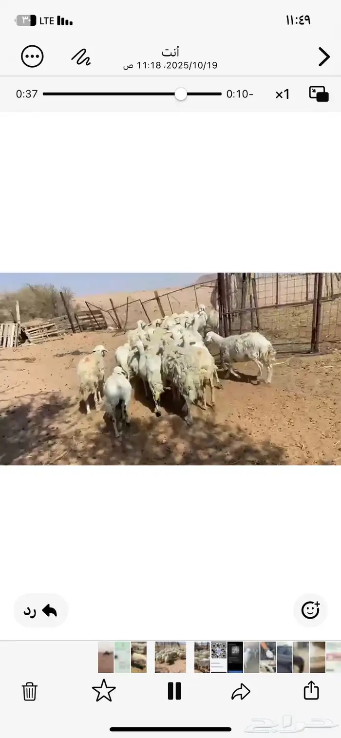 غنم للبيع حريه 4