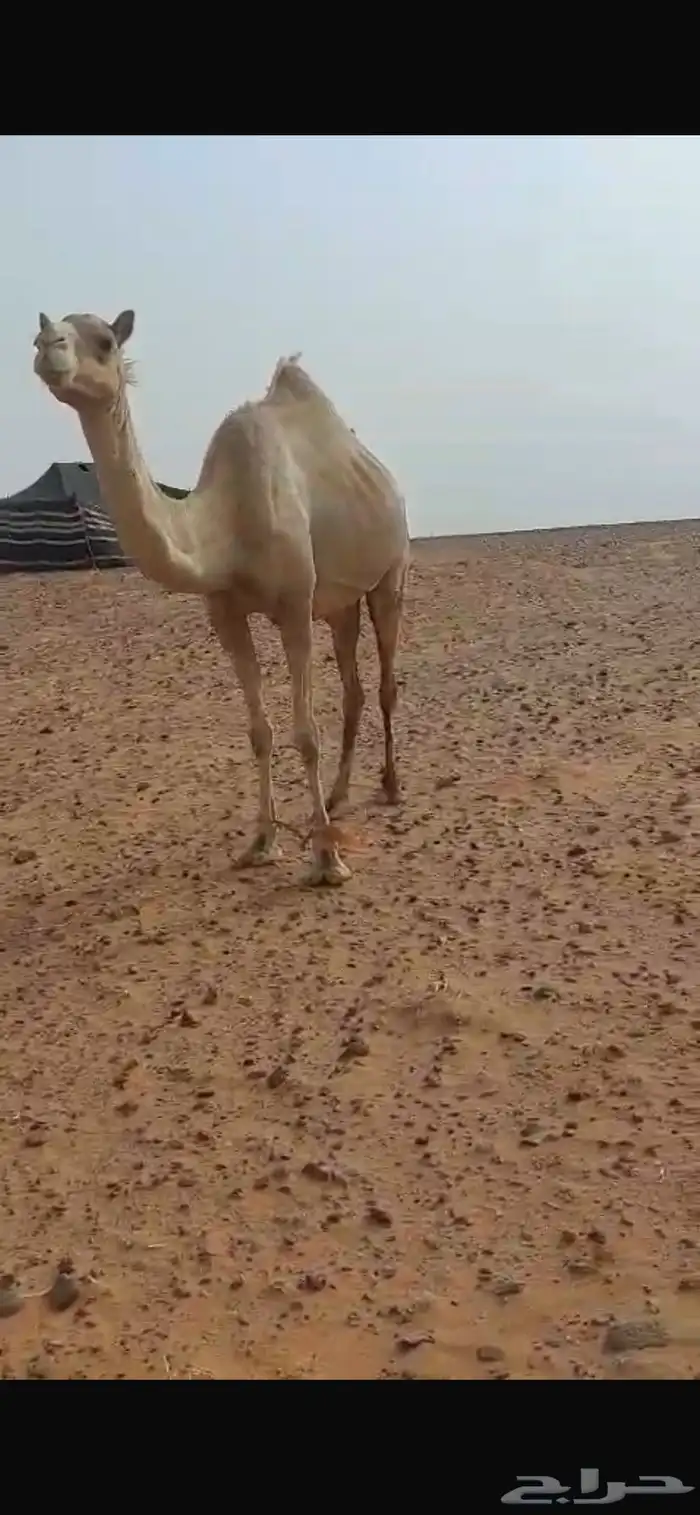ناقه حره صافي من الخويرات تلقح برابعها 0