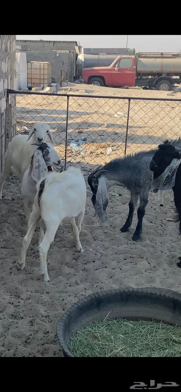 ذبايح للبيع الخفجي 0