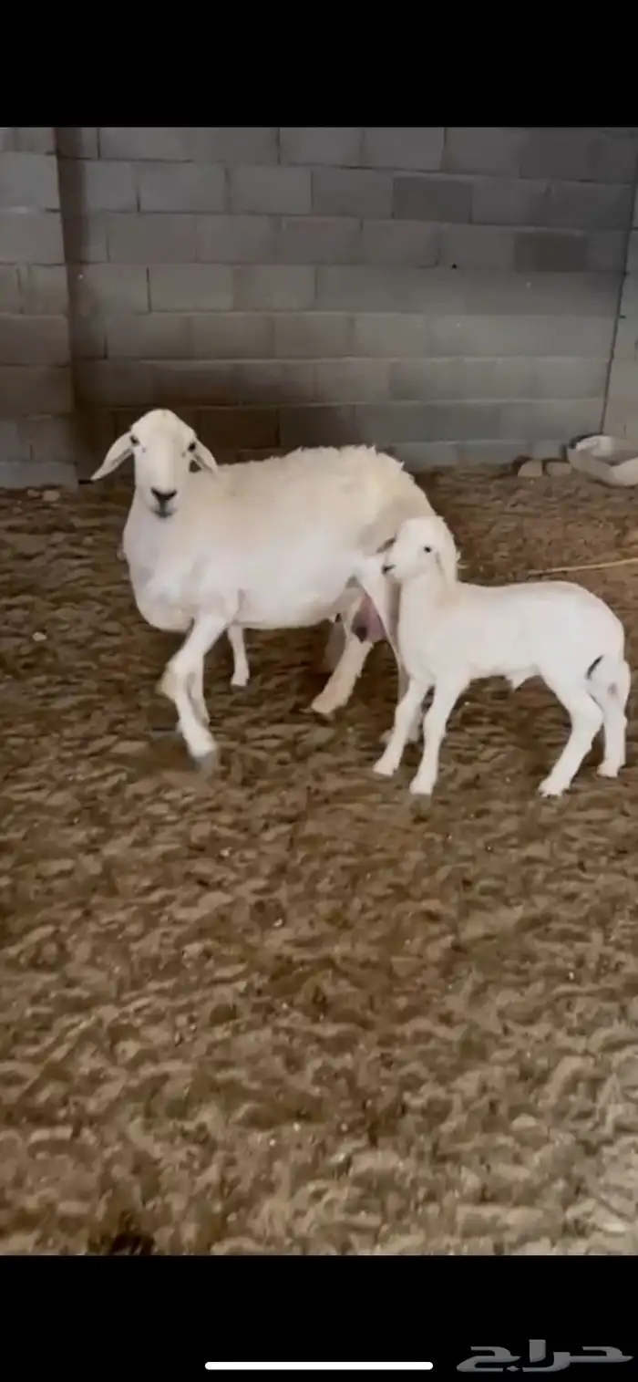 غنم وليد راجع الإعلان السابق 0