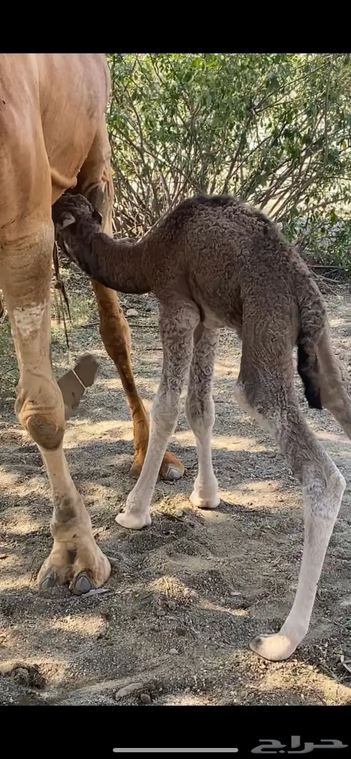 بعير ساحلي احمر دم 5