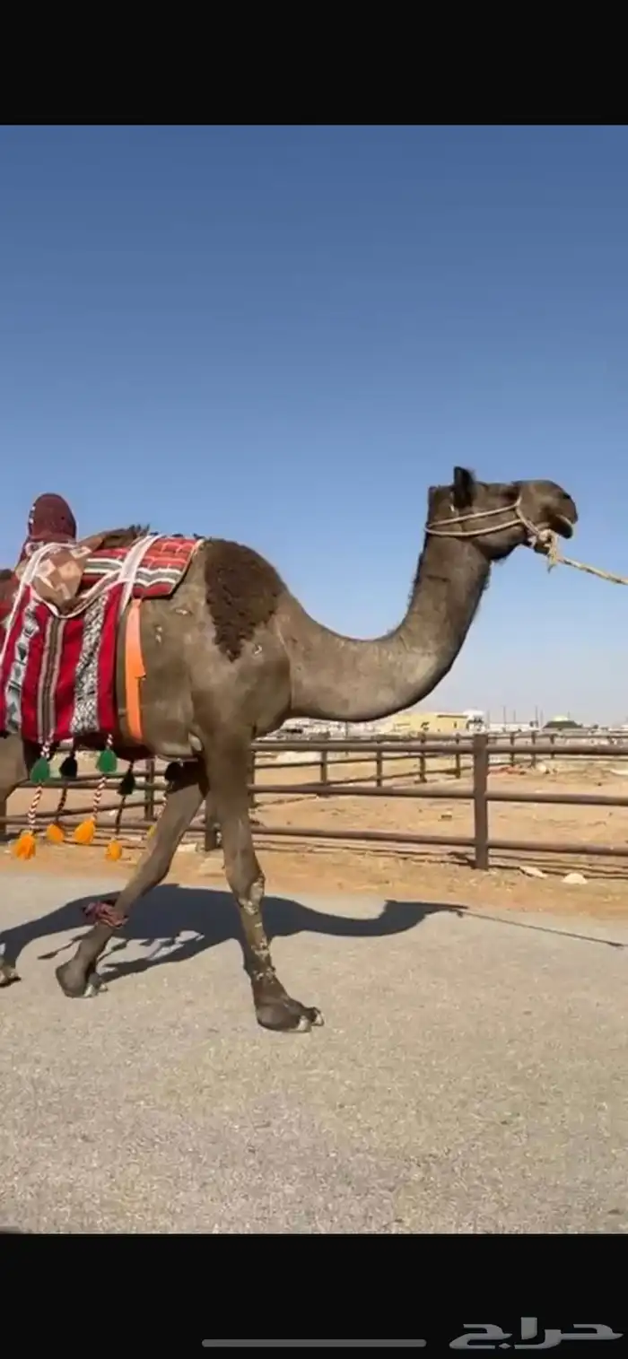 رحول مجهم طوع 1