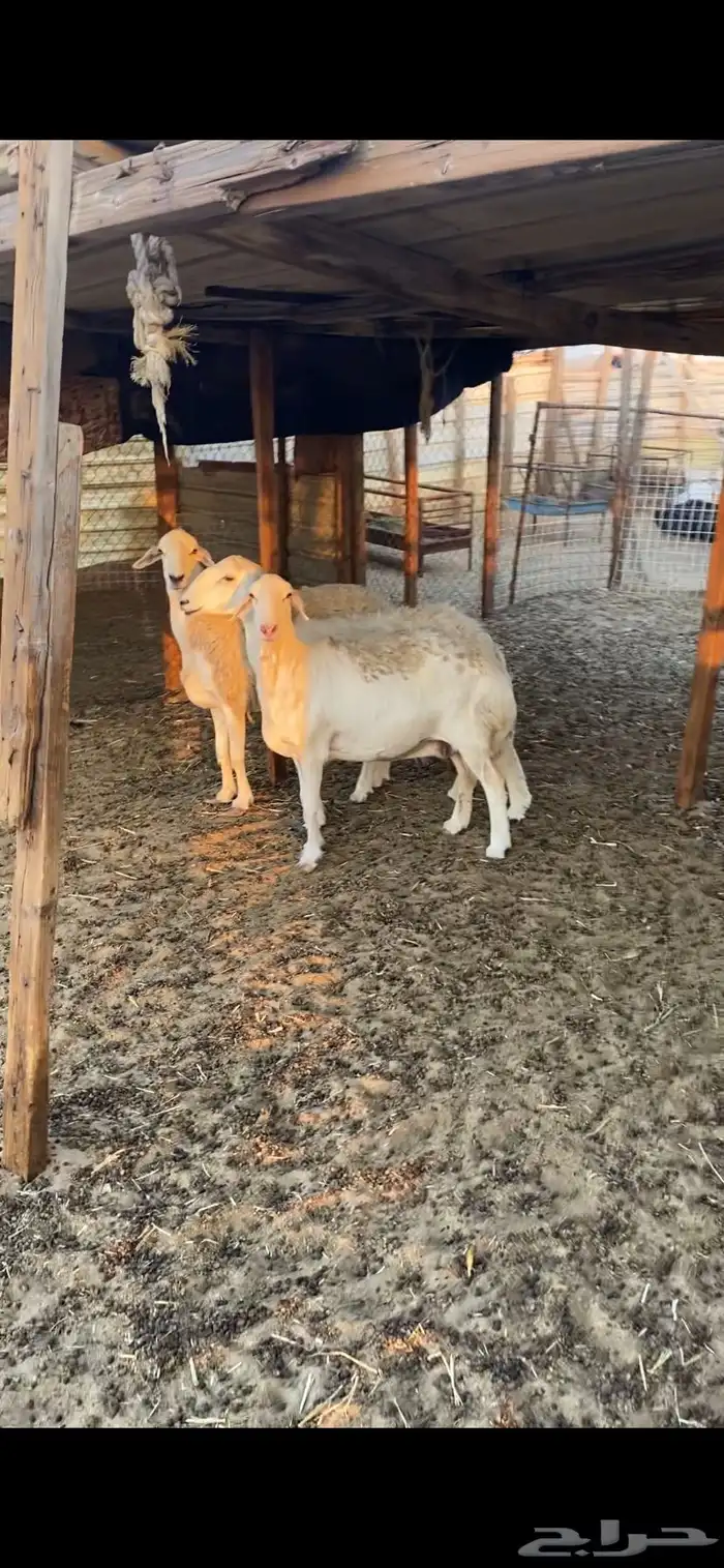 غنم حريات تم البيع 0