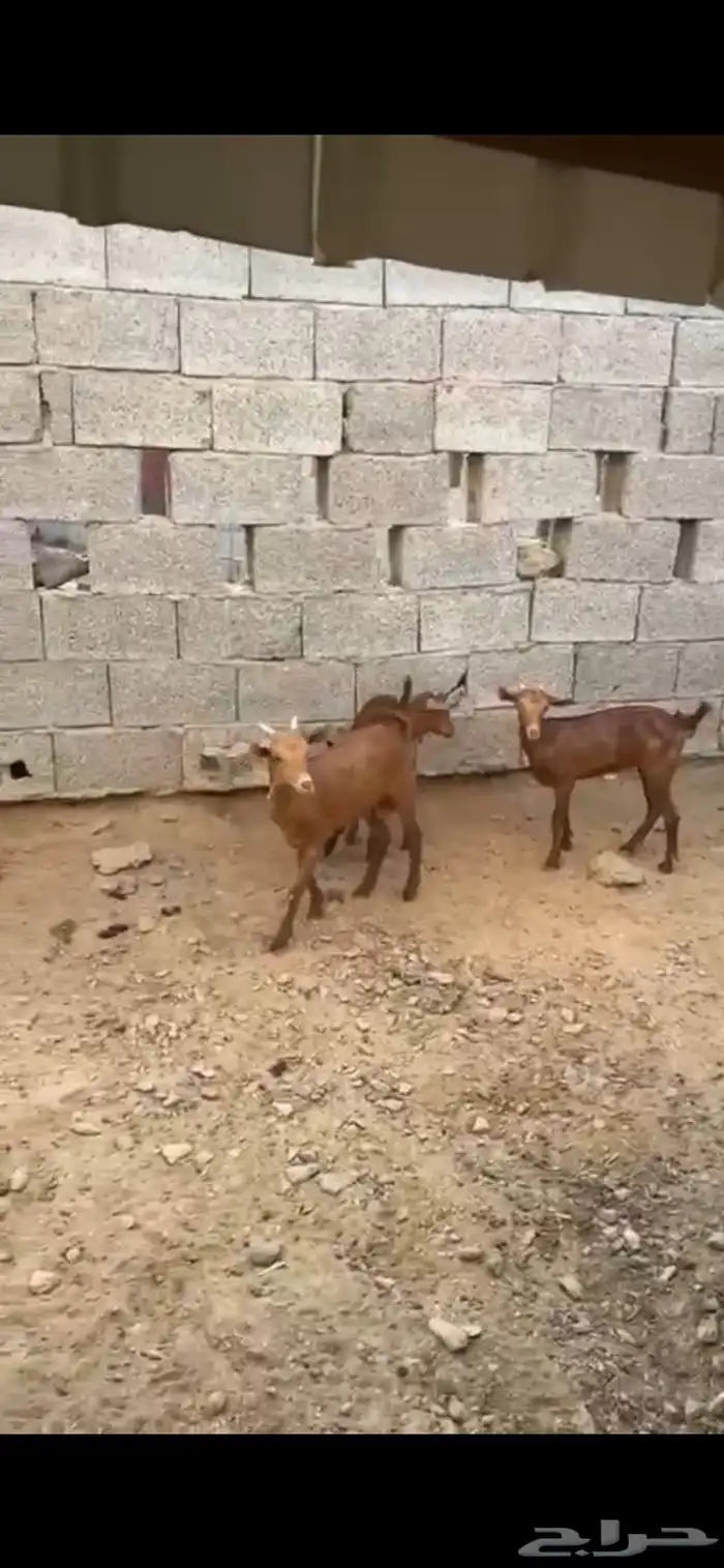 عنقان وتيوس سمان العدد 13راس فيها خمس عنقان 3