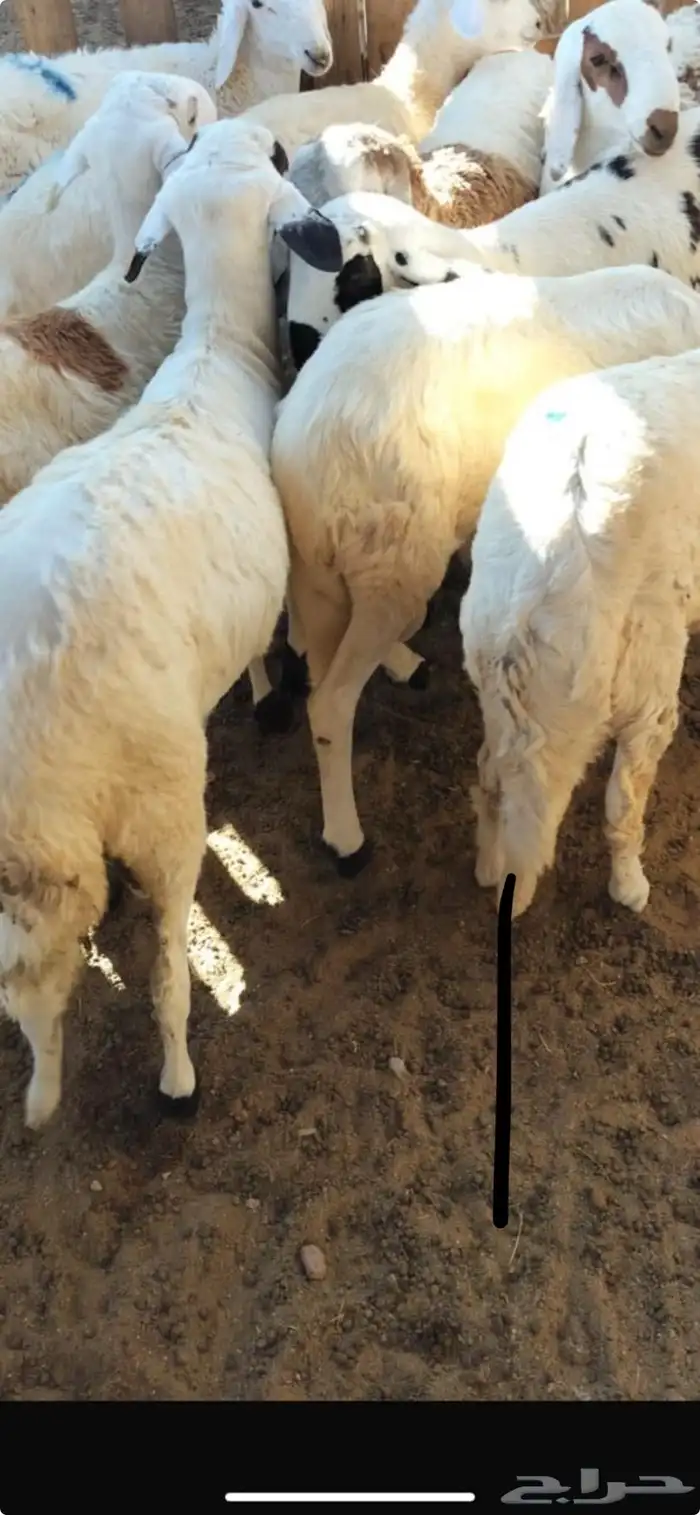 سواكنيات بيضاء دمازين مرابي 0