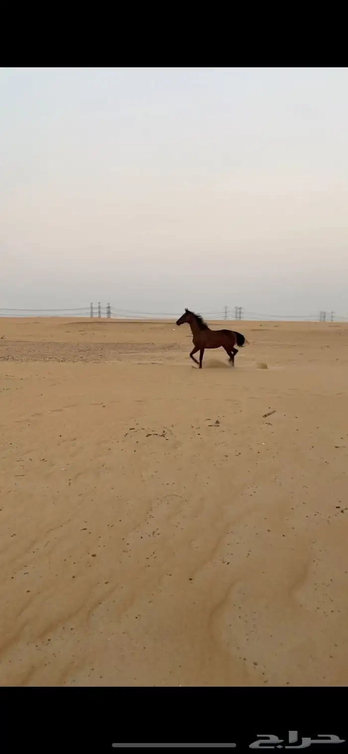 حصان إنجليزي هادي شرط يصلح حق المبتدئين 0