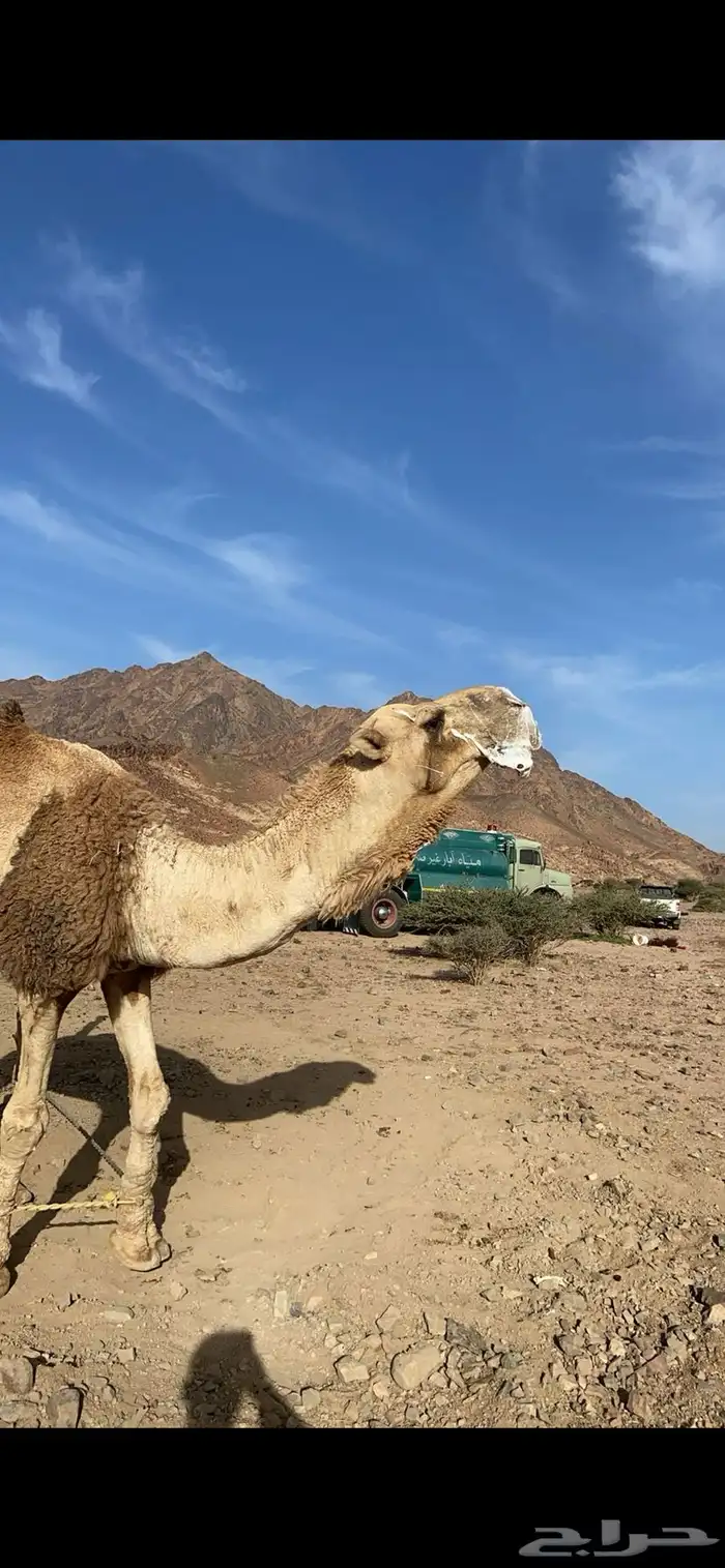 بعير مزيون و منتج رمان ابو يد 2