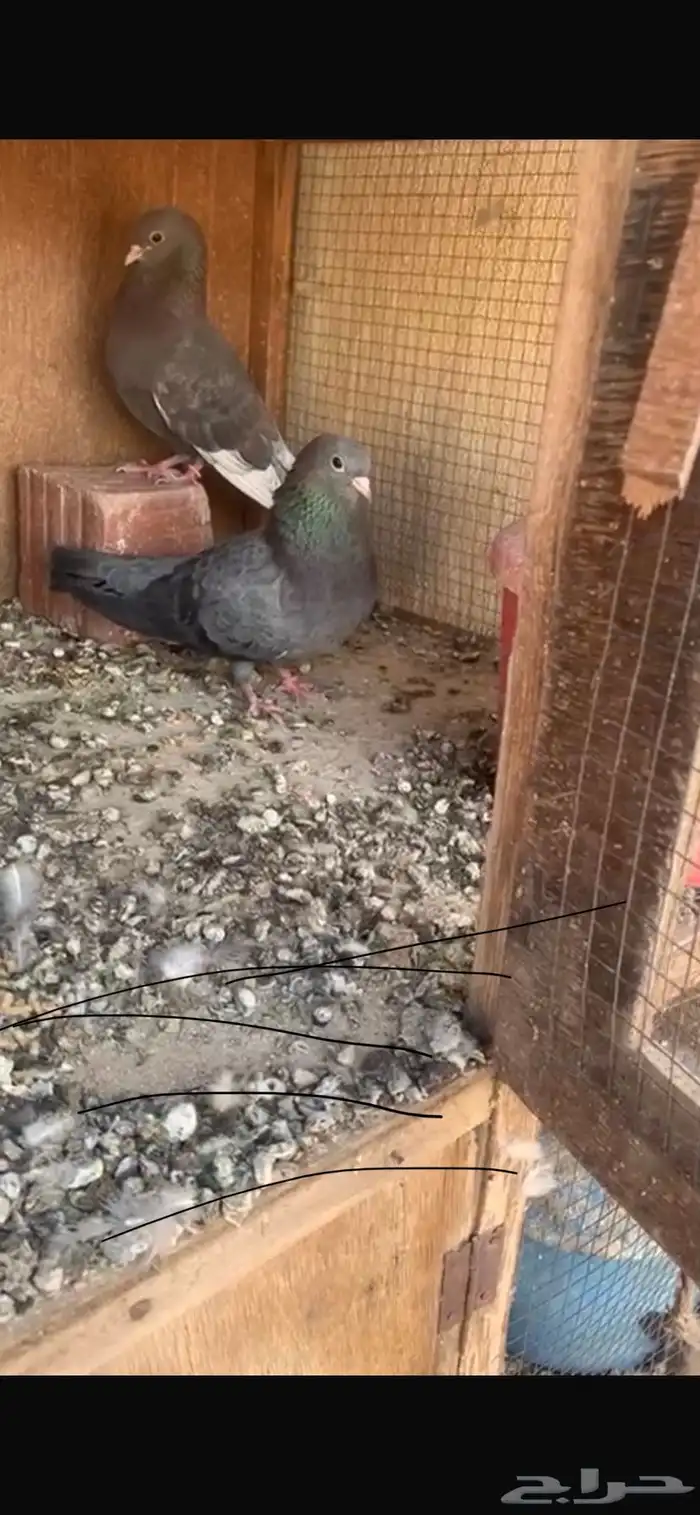 حمام صنعاوي أصيل 0