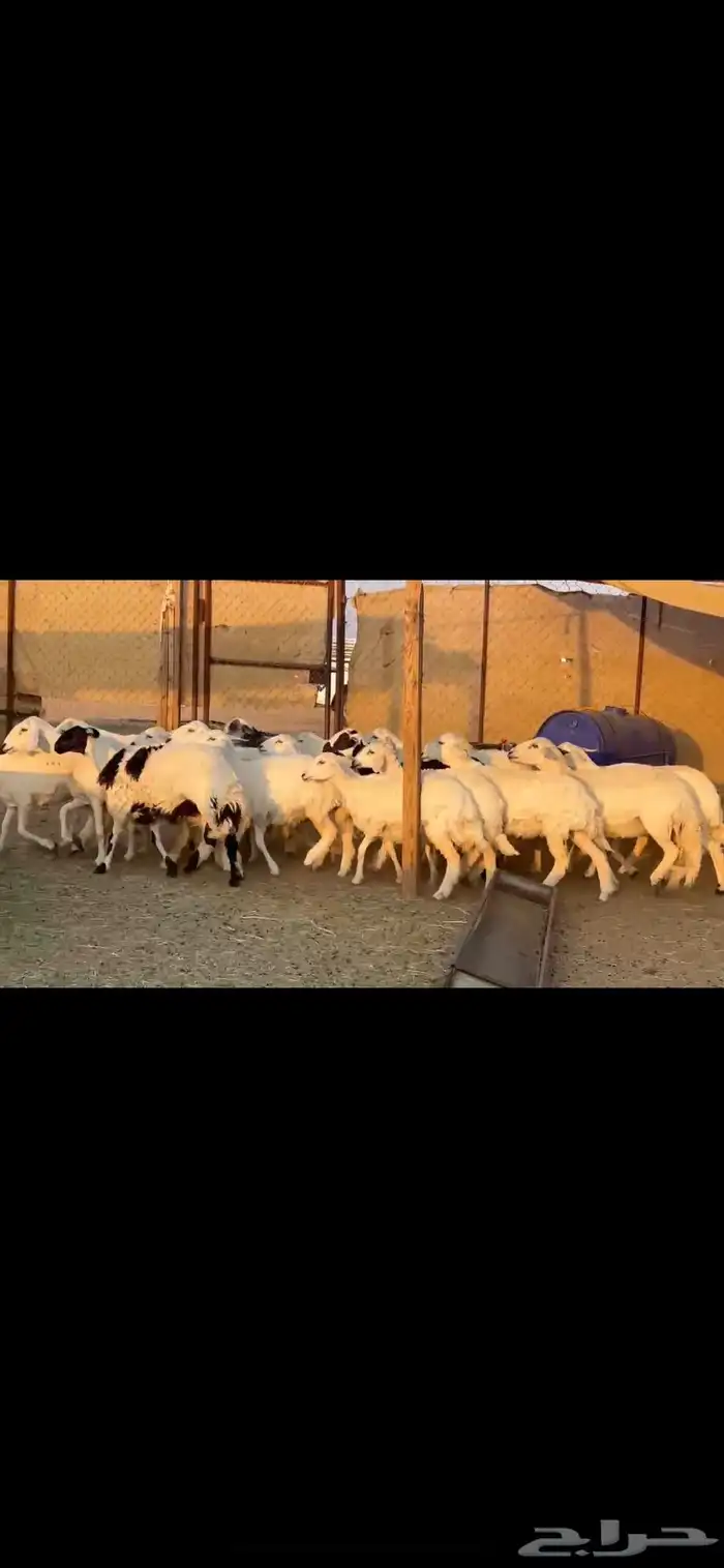 ضان اباكير دفيع 0