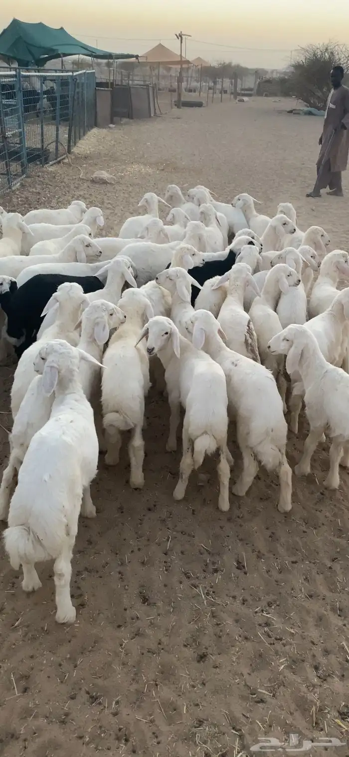 بهم تربيه مراح 0