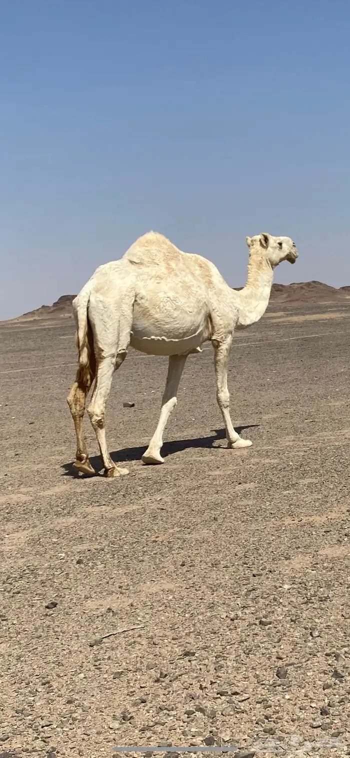 عشراء ضريبه 0