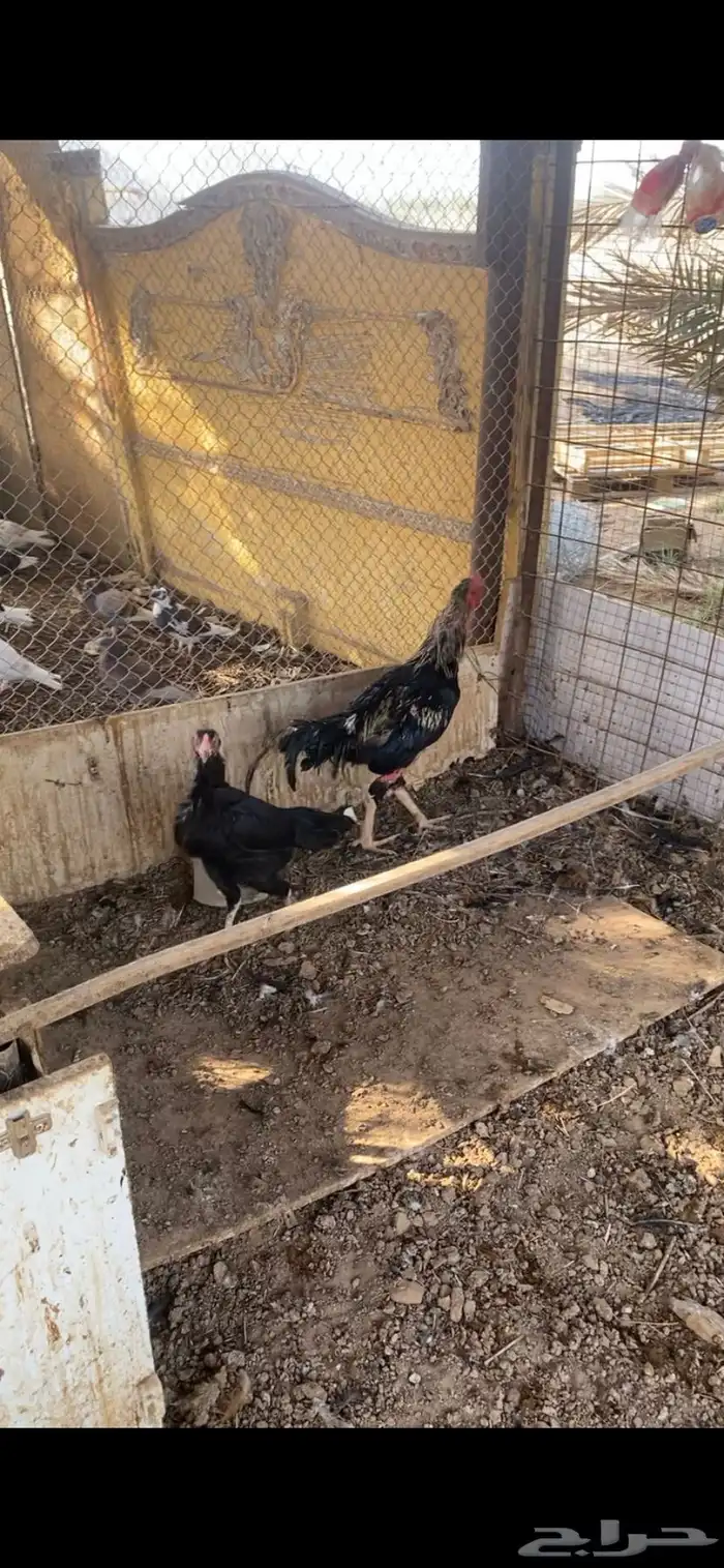 دجاج باكستاني 2