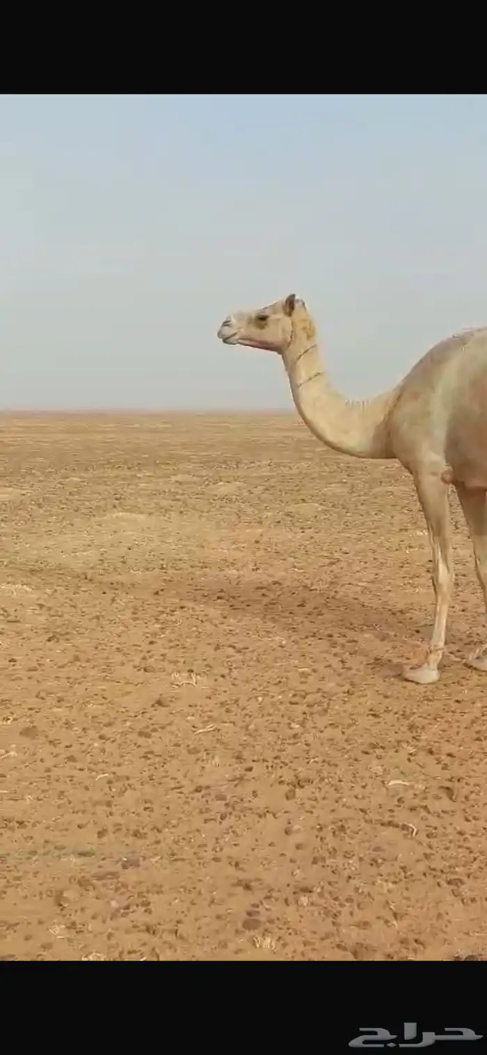 ناقه حره صافي من الخويرات تلقح برابعها 1