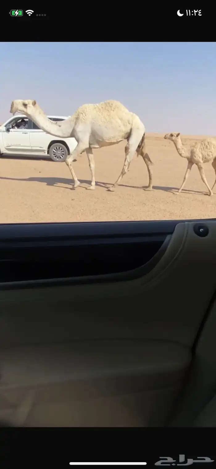 بكره كفو والخلفه طيبه 3
