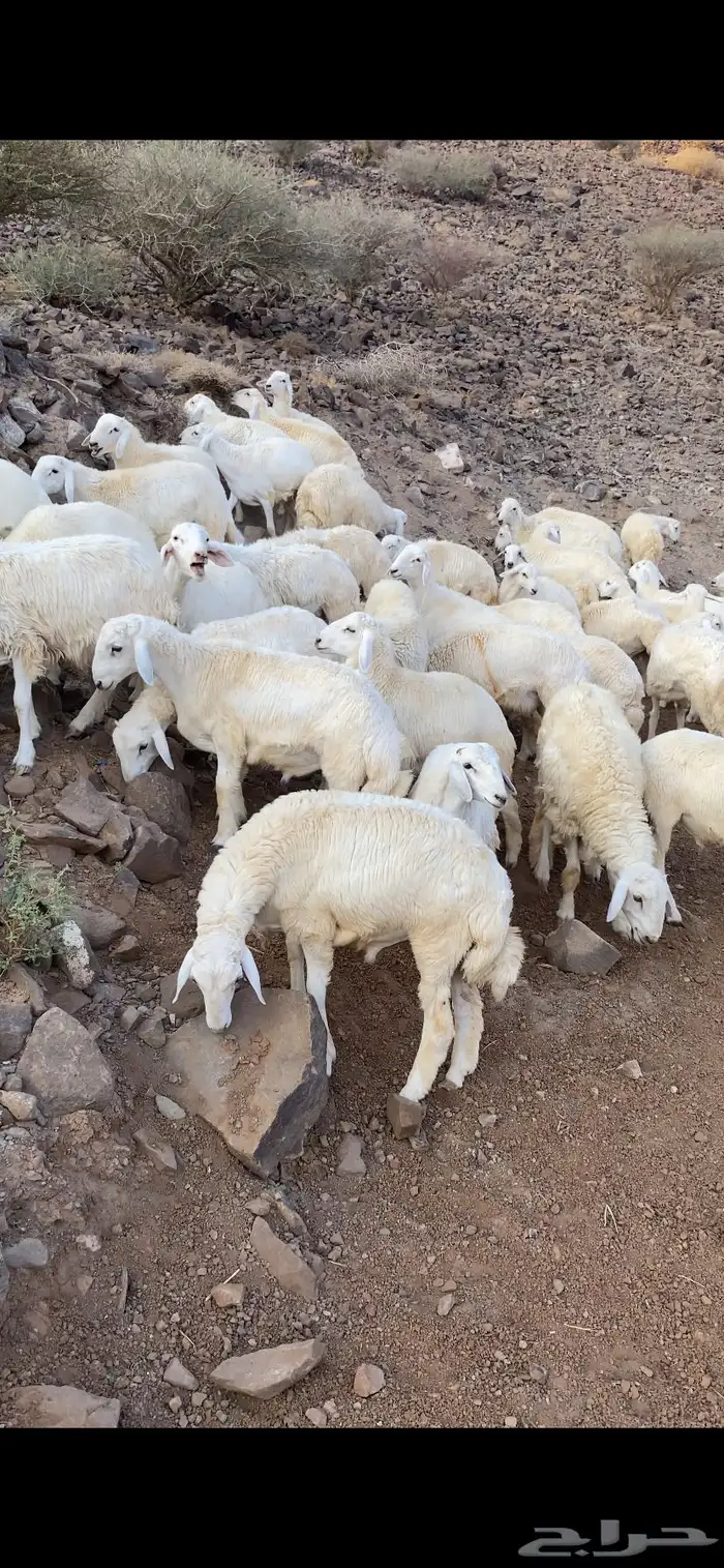 طليان للبيع 1