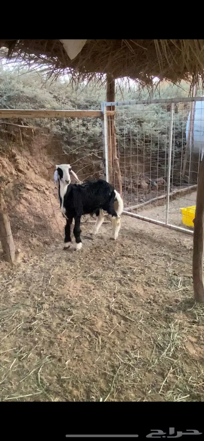 طلي العمر 4 تقريبا طرف طيب 0