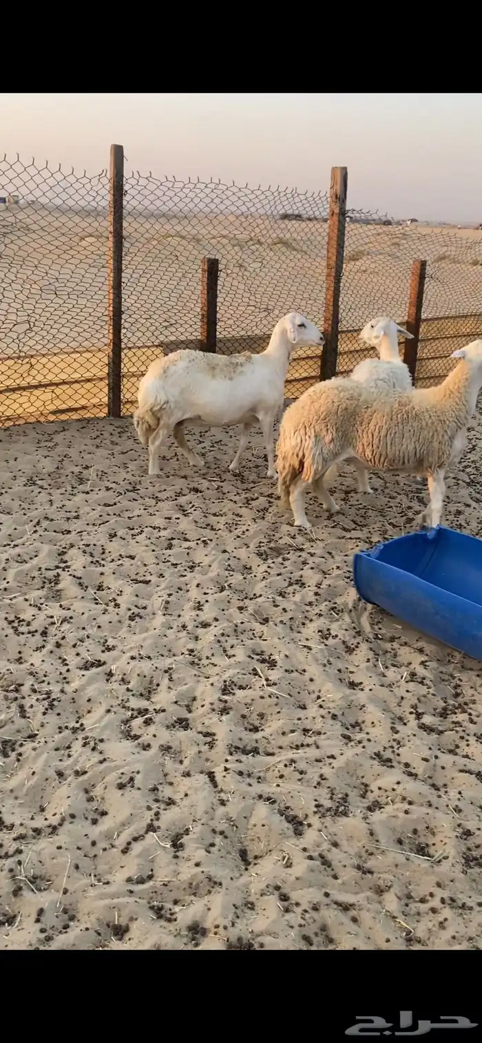 غنم حريات تم البيع 2