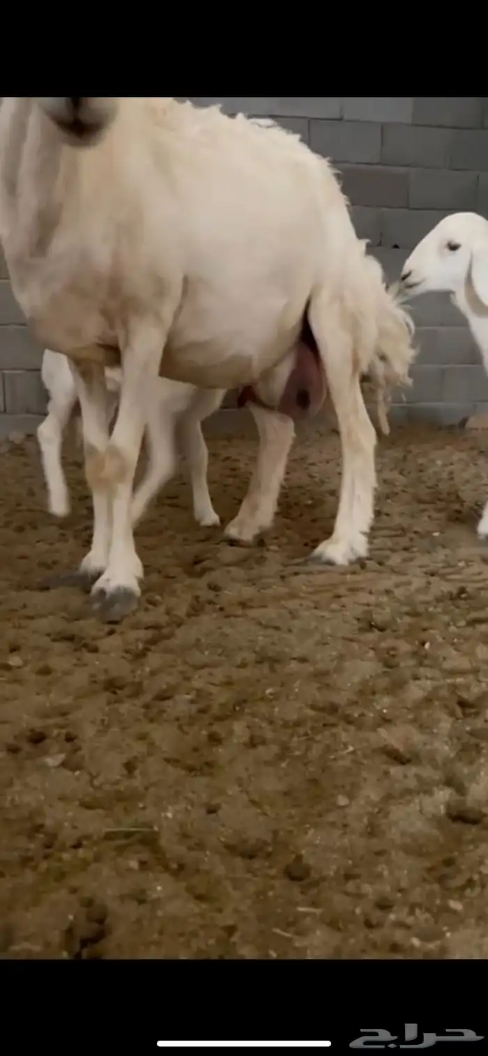 غنم وليد راجع الإعلان السابق 2